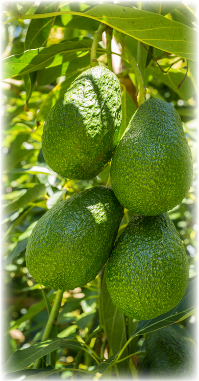 Avocado Tree